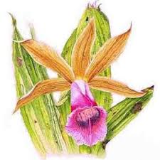Noosa District Orchid & Foliage Society Show